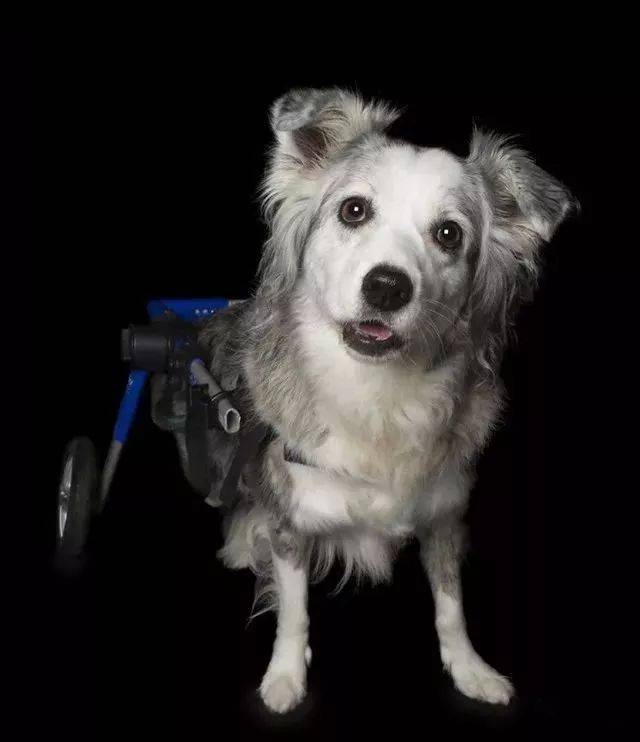 摄影师镜头下的残疾狗狗,原来这么可爱!