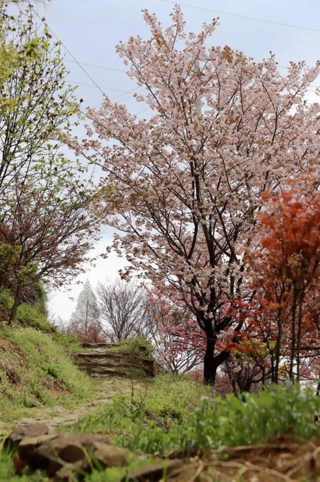 看过大岚樱花十里 今春追花已足够