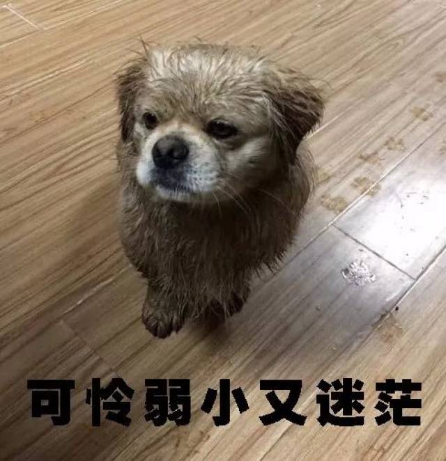 没在雨天遛过狗,怎么敢说自己是真爱!