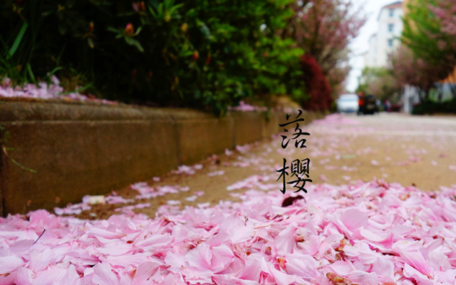 赏樱花何必去日本武汉,九江就藏了极美赏樱地!