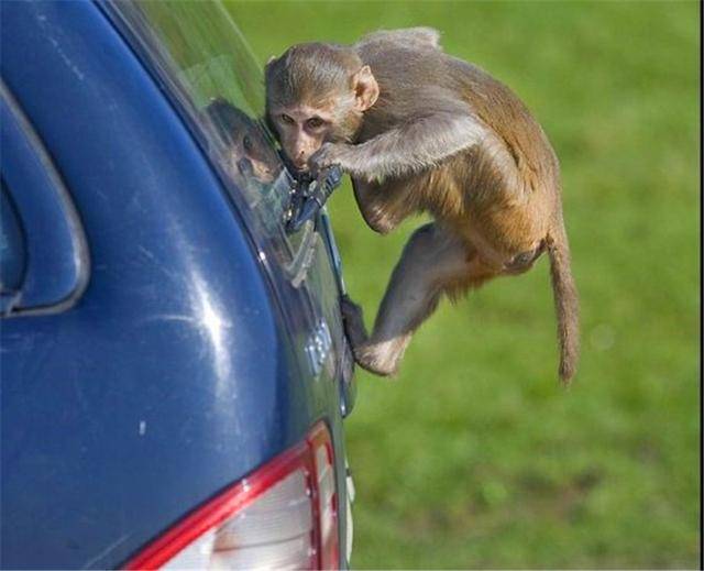 开车通过猴子围场时,到处瞎逛可不是明智之举
