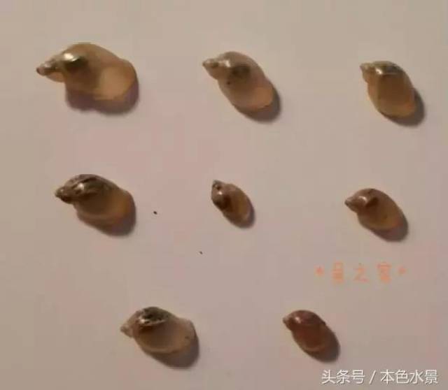水蜗牛(俗称) 原谅我,真的没有查到小种名,所谓的囊螺,耳萝卜螺