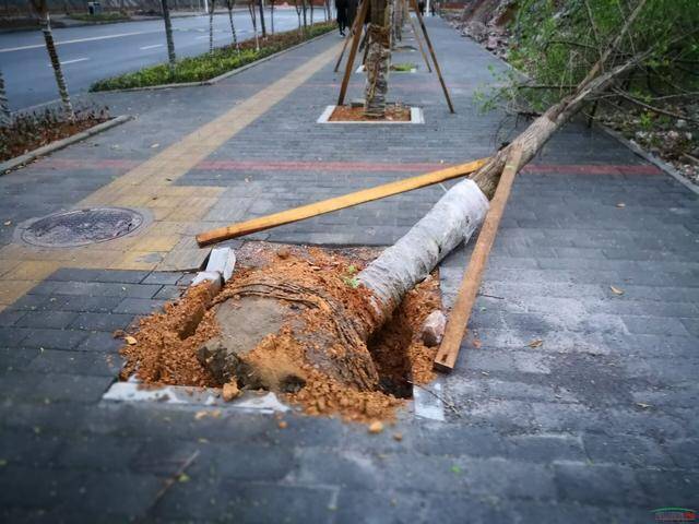 秀山凤凰山路段大量树木倾倒,是刮风下雨?还是栽太浅?