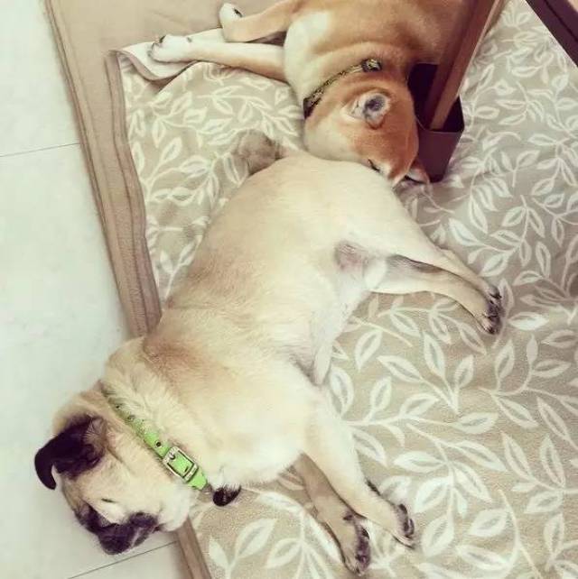 柴犬和巴哥,俩逗比的开心生活!