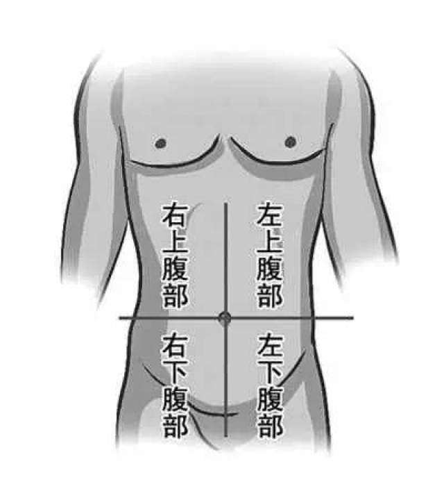 腹部和肚子的位置图片图片