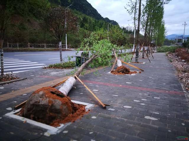 秀山凤凰山路段大量树木倾倒,是刮风下雨?还是栽太浅?