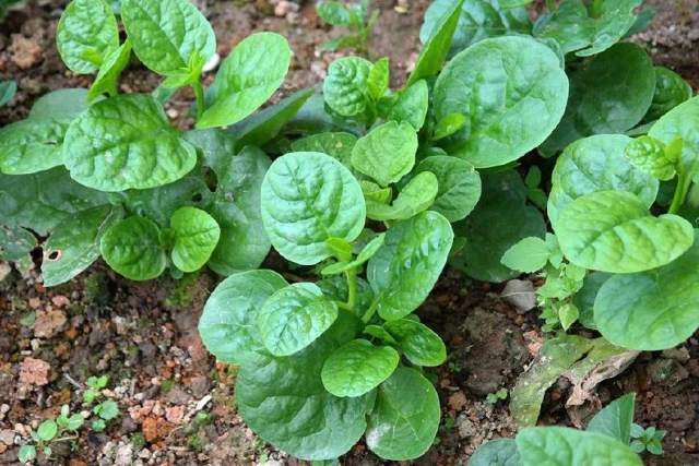 农村这4种菜被称为鼻涕菜全身都是黏液却是抗癌能手