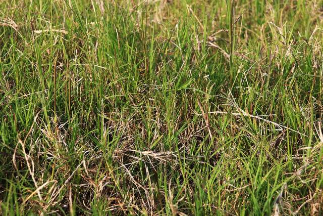扫墓节,这20种常见坟头草你都认识吗?不少含剧毒,千万别让孩子碰!