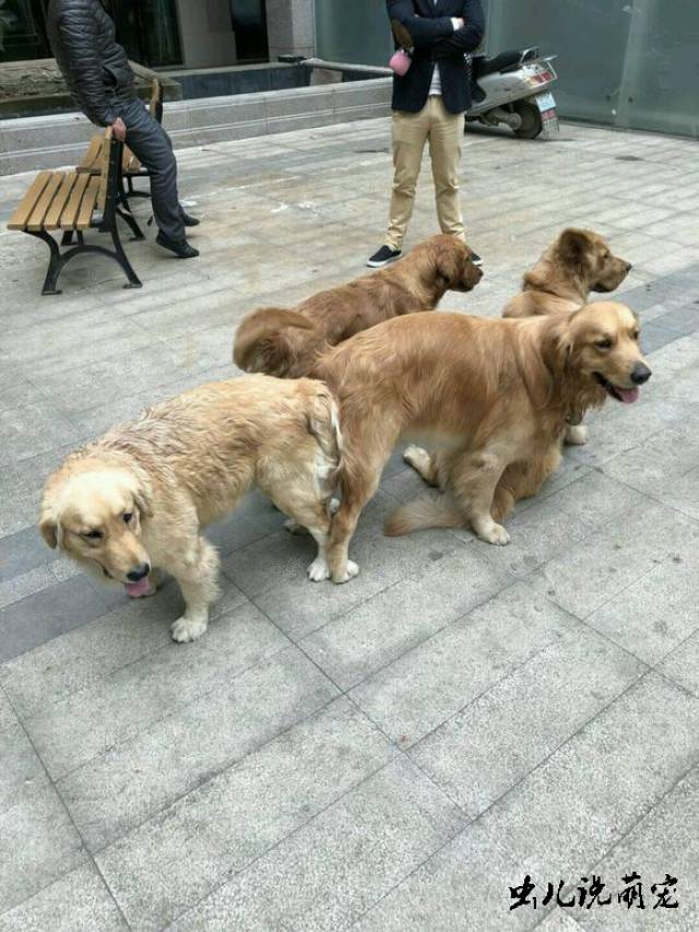 我家金毛最近有点发情,我和朋友一起带着狗狗出去玩的时候,两只狗狗