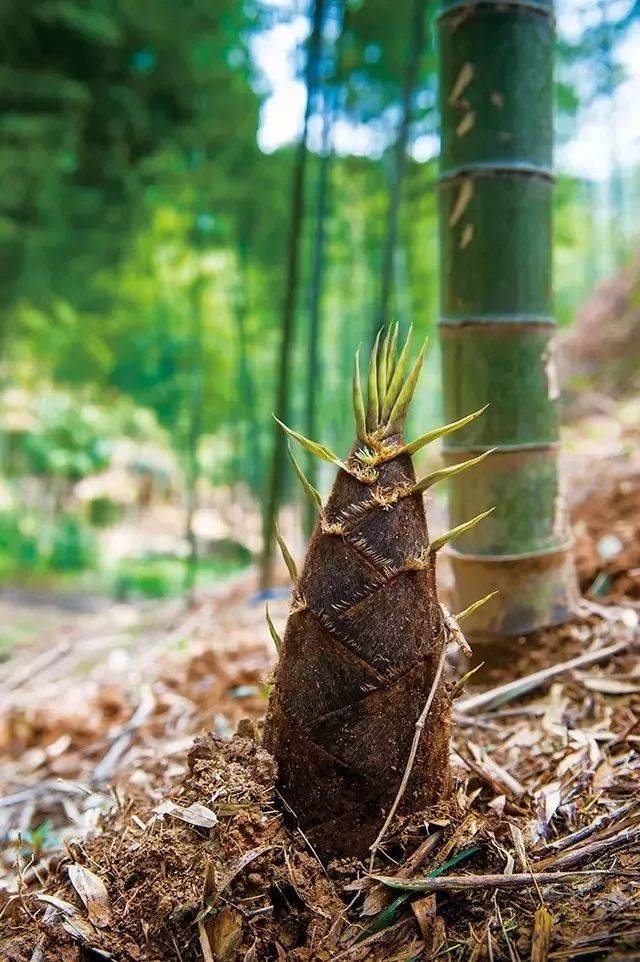明天4月7日 余姚 晴4℃~15℃ 昨天 宁波奉化有人从山上挖到的一颗毛笋
