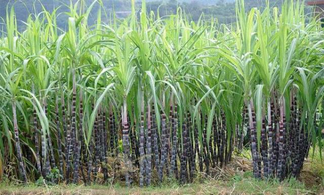 县碳氢甘蔗(上)与化肥甘蔗(下)同期长势对比糖料类作物包括甘蔗,甜菜