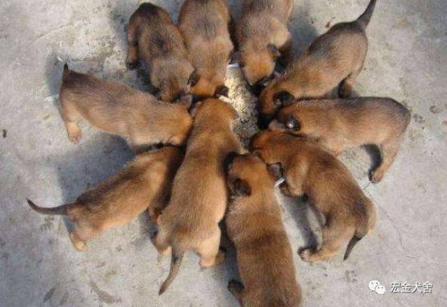 狗场十周年庆特举办"感恩回馈大赠送活动"