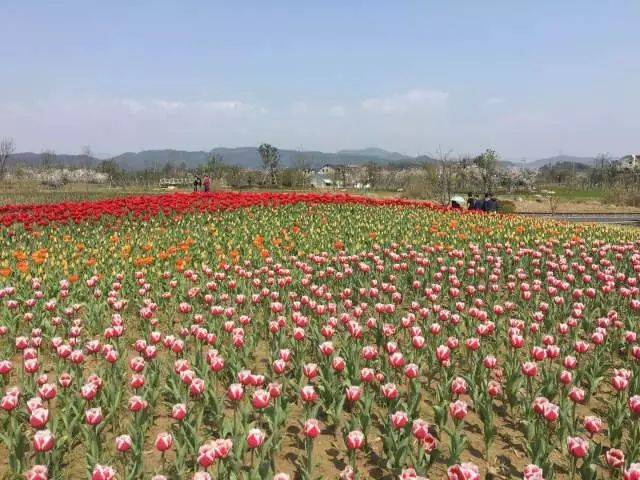 2018餘杭徑山花海帳篷節,七彩花海等你踏青來撒歡兒!