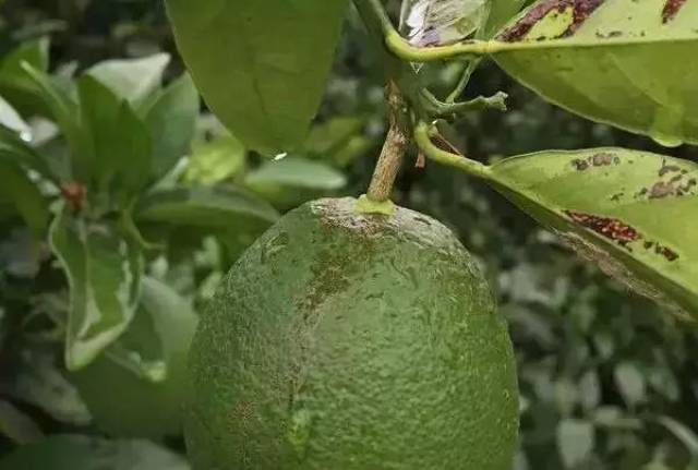 開始果實蒂部出現水浸狀褐色病斑,以後逐漸擴大,腐爛果皮比較堅韌,不