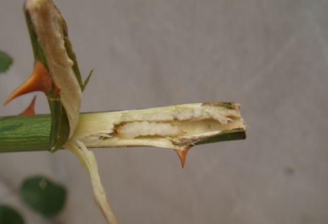 因为月季茎蜂主要是在嫩枝上产卵为害,产了卵就飞走了.