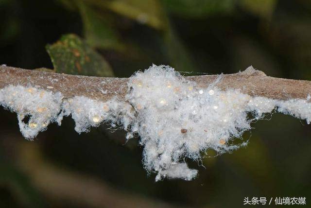 春季防治绵蚜措施 详细了解危害苹果树的四种绵蚜防治预防方法