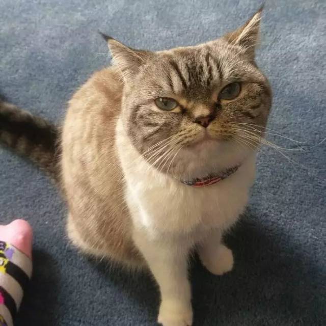 家里的猫突然对着铲屎官露出了邪魅的笑容.