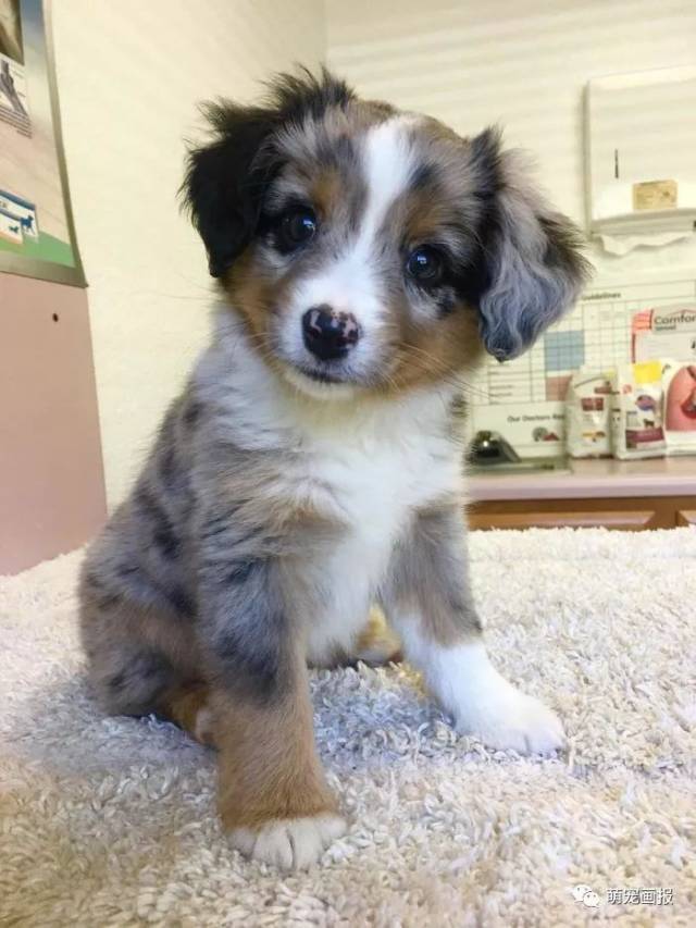 牧羊犬小时候,头像,壁纸_大山谷图库