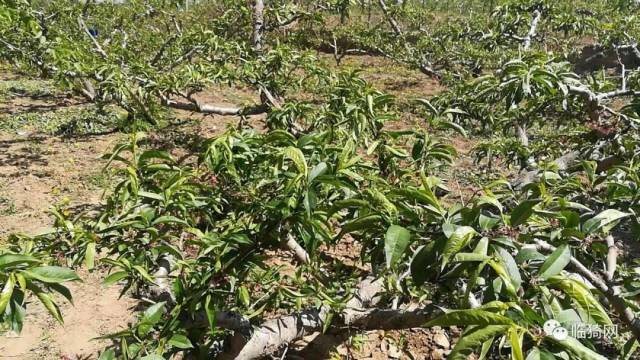 耽子镇霍村桃树受冻情况(冯建民)