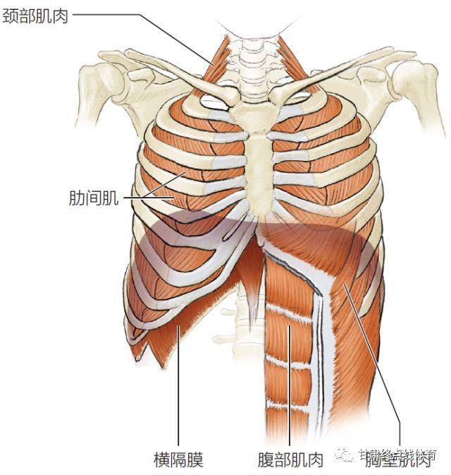 胸腔肌肉解剖图图片