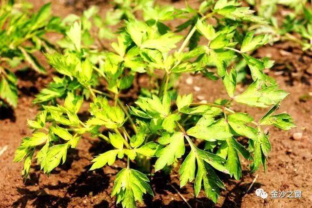 在毕节,有种野菜名叫锣鼓菜,金沙的知道吗?