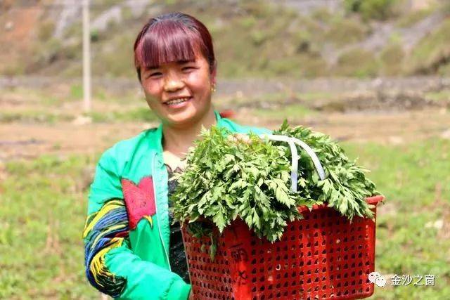 在毕节,有种野菜名叫锣鼓菜,金沙的知道吗?