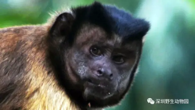 不久前,社交网络上一只酷似人脸的猴子意外走红,受到网友广大关注.