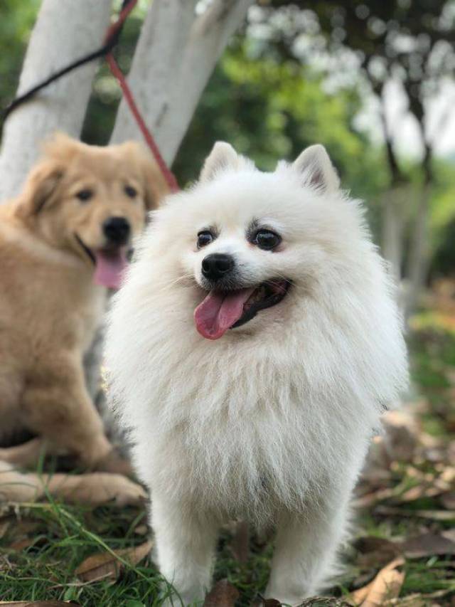 博美和金毛你更喜欢谁?都说如果是女孩养会选择它