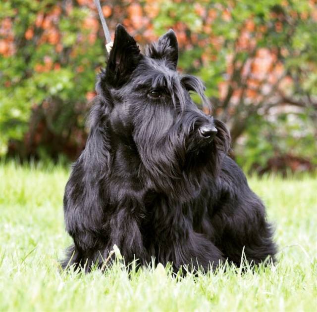 苏格兰梗沉稳霸气小短腿儿