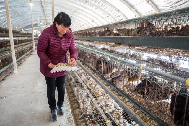 小夥子養萬餘七彩山雞產蛋8000日入萬元 人工授精用針管