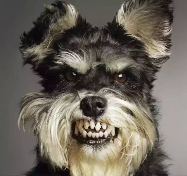 狗狗生气的样子图片