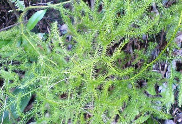 农村4种常见野草都是治风湿的草药最后一种还能炒鸡蛋吃