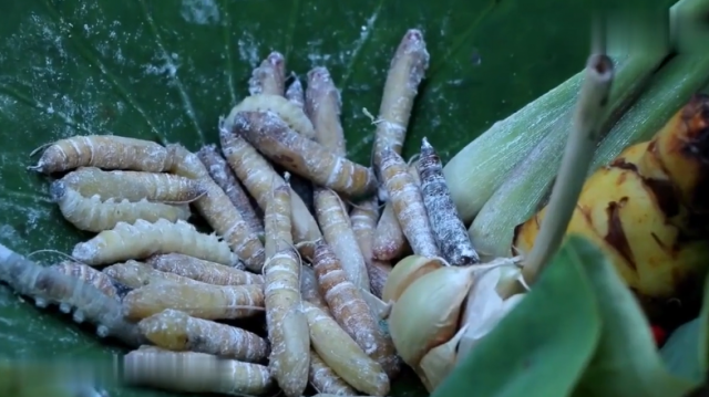 香蕉虫也能吃?猛火爆炒之后非常香,一咬嘎嘣脆,你吃过吗?