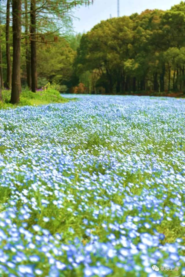 魔都竟藏着满满一大片蔚蓝色的梦幻花海!感觉治愈了整个朋友圈