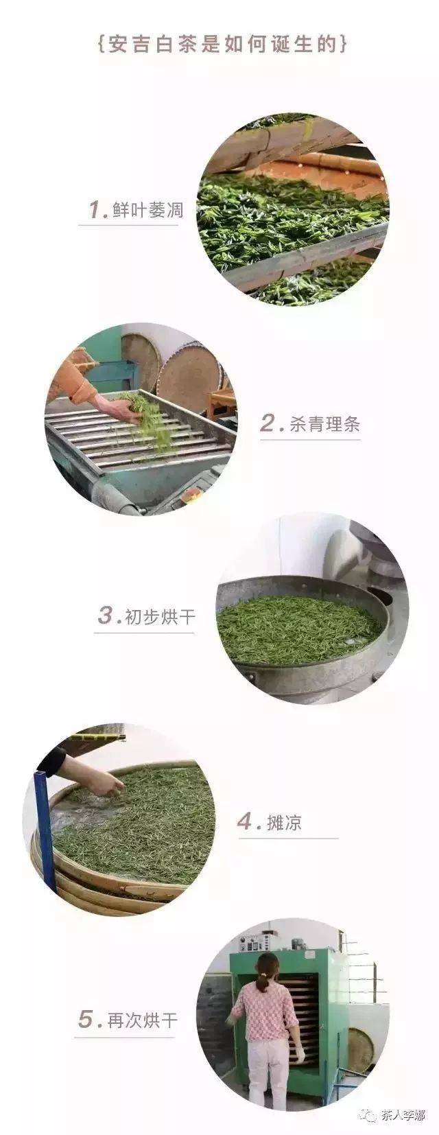 白茶的制作工艺流程图图片