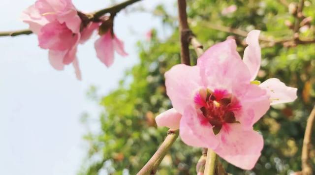 作文里描写春天的修辞和诗,竟然能美成这样!