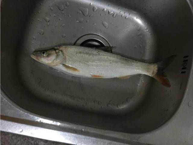 海竿挂泥鳅垂钓效果真不错 钓友们先来看看收获 然后再学技巧!