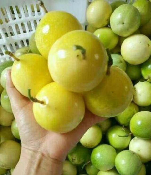 潜力巨大的新品种"爱情果"