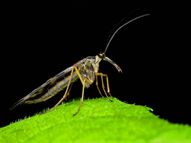 喜吸人畜血液传染黑热病的可怕蛉虫图片(10张)