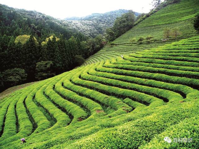 祁门茶园,茶园采茶,祁门_大山谷图库