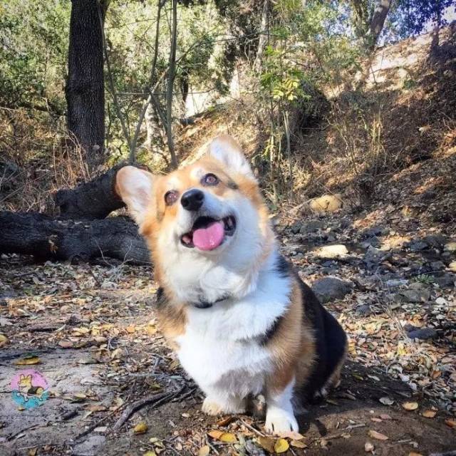 卖起萌来也是可爱得不要不要的!