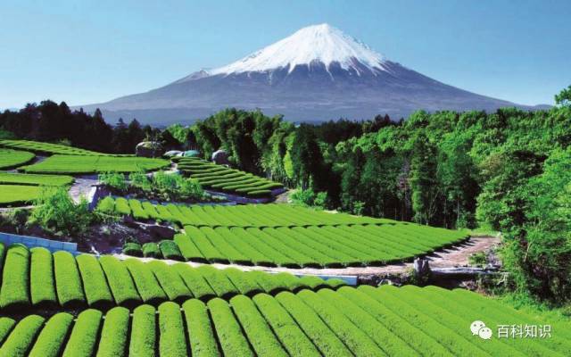在富士山映衬下的日本静冈县的茶园