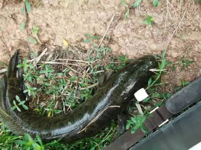 尖头细眼,铁嘴钢牙,说它是淡水鱼中的霸王毫不为过