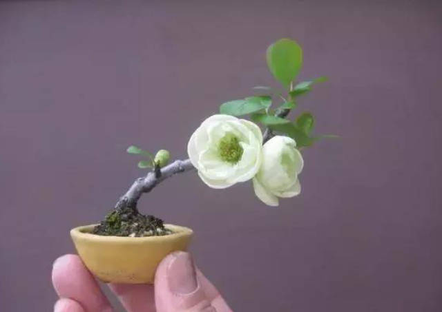 掌上盆景算什么,指尖盆景才算牛,见过吗?