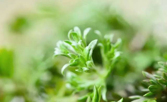 "三月茵陈四月蒿", 这种灰蒿必须在清明前后二三月天气, 万物生发