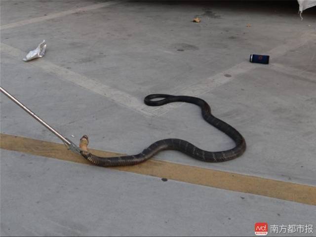 5米长眼镜蛇!消防员抓住后放归大自然