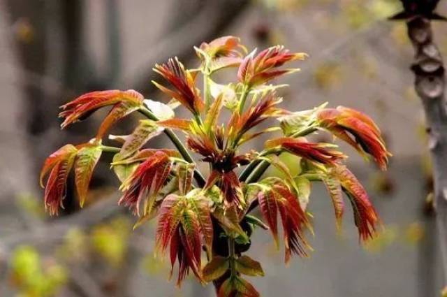 第一个就是绿豆芽!