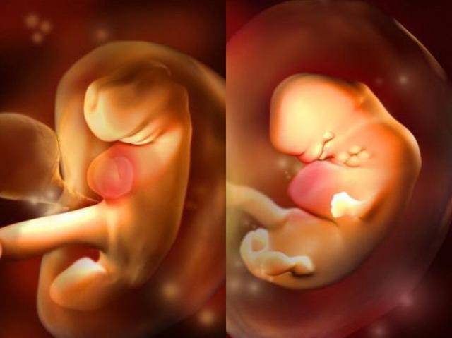 怀孕56天胎儿图片图片