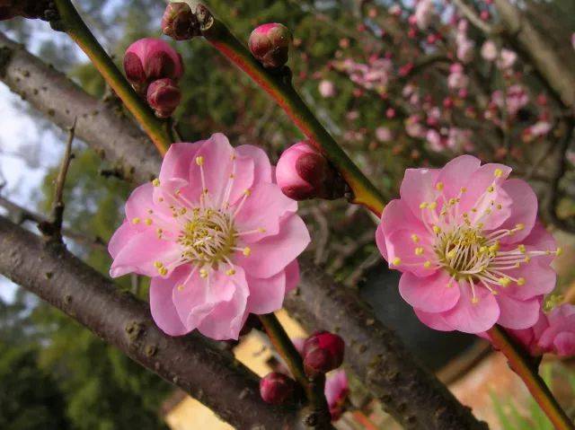 梅花生物 搜狐网