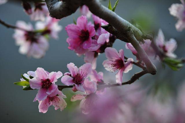又是桃花十里之春,又是人间最美四月天,手握桃